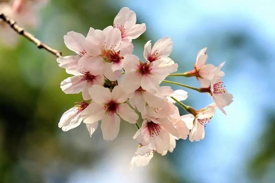 教师节送什么给老师是最好的礼物,教师节给老师买什么礼物最合适