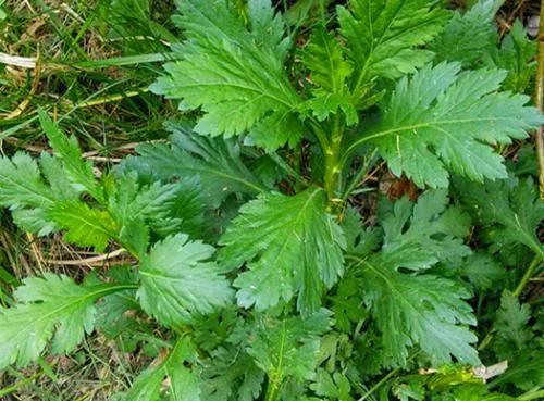 这种野菜野外随处可见到处都是,这种野菜农村很常见