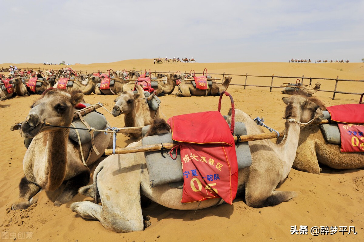 中卫市沙坡头景区,沙坡头旅游景区是5a级吗