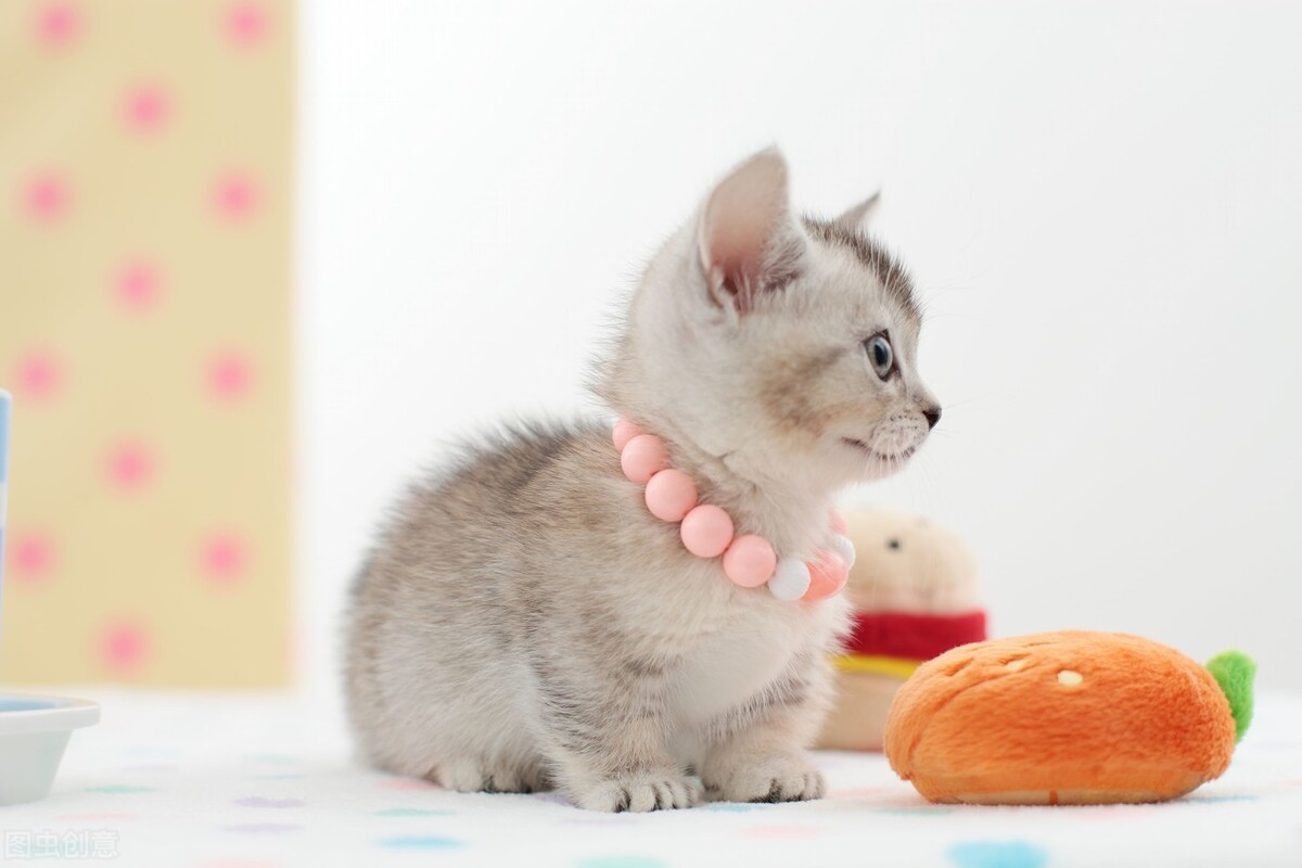 猫咪吐未消化的猫粮还拉稀,换猫粮后又吐又拉稀怎么办