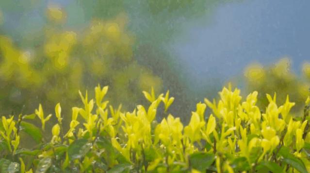 旺苍六大茶乡,个个香飘万里!看看你最熟悉哪几个?