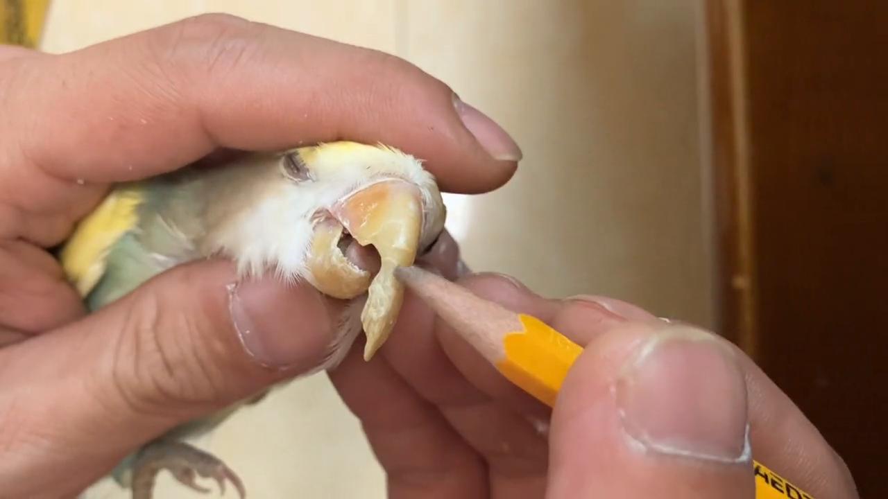 如何了解牡丹鹦鹉行为,牡丹鹦鹉嘴巴太长了该怎么治疗