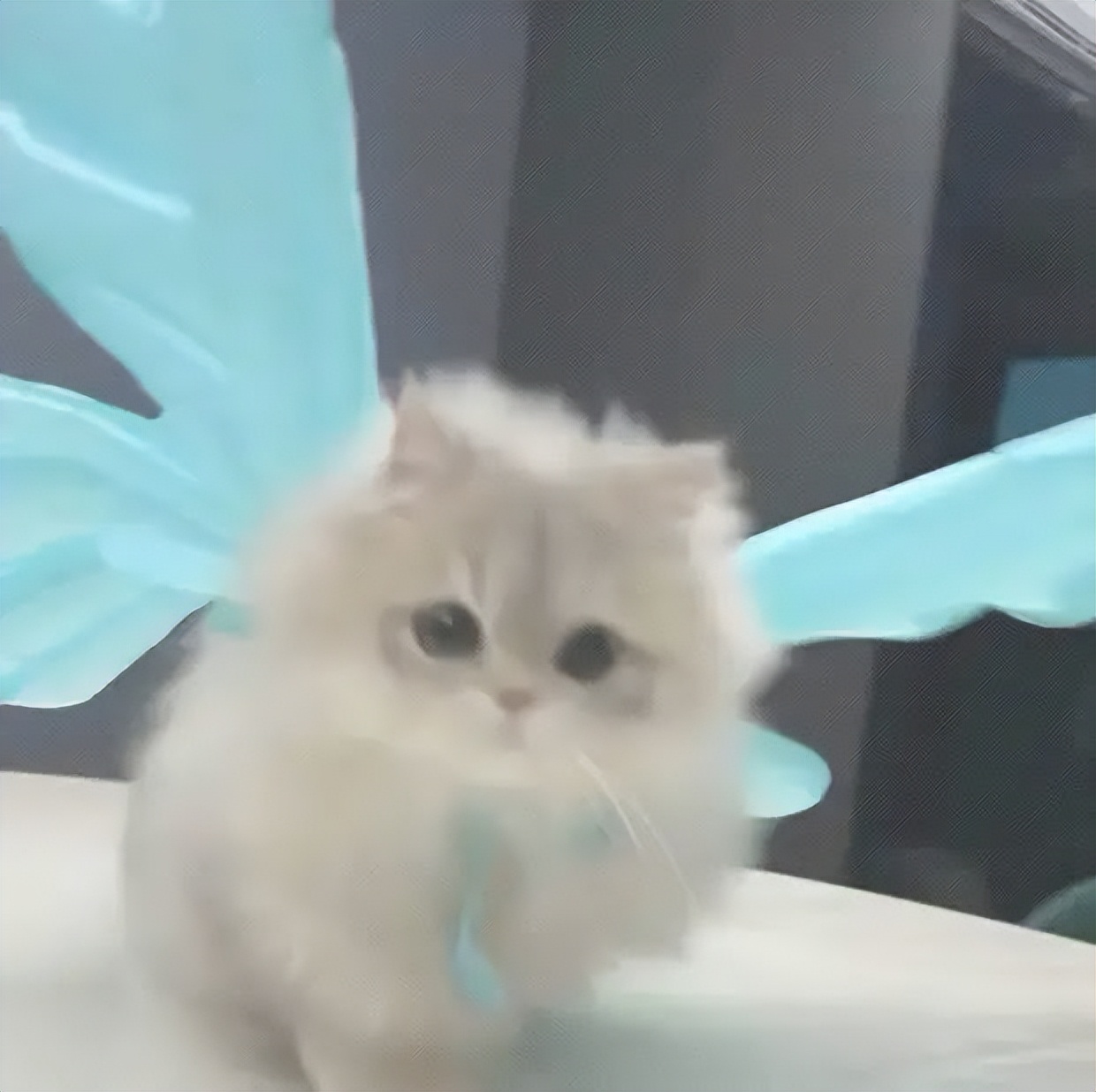 萌萌小猫头像大全可爱,动物头像猫咪可爱