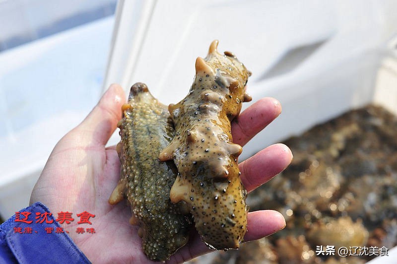 獐子岛海鲜有什么,獐子岛美味海参