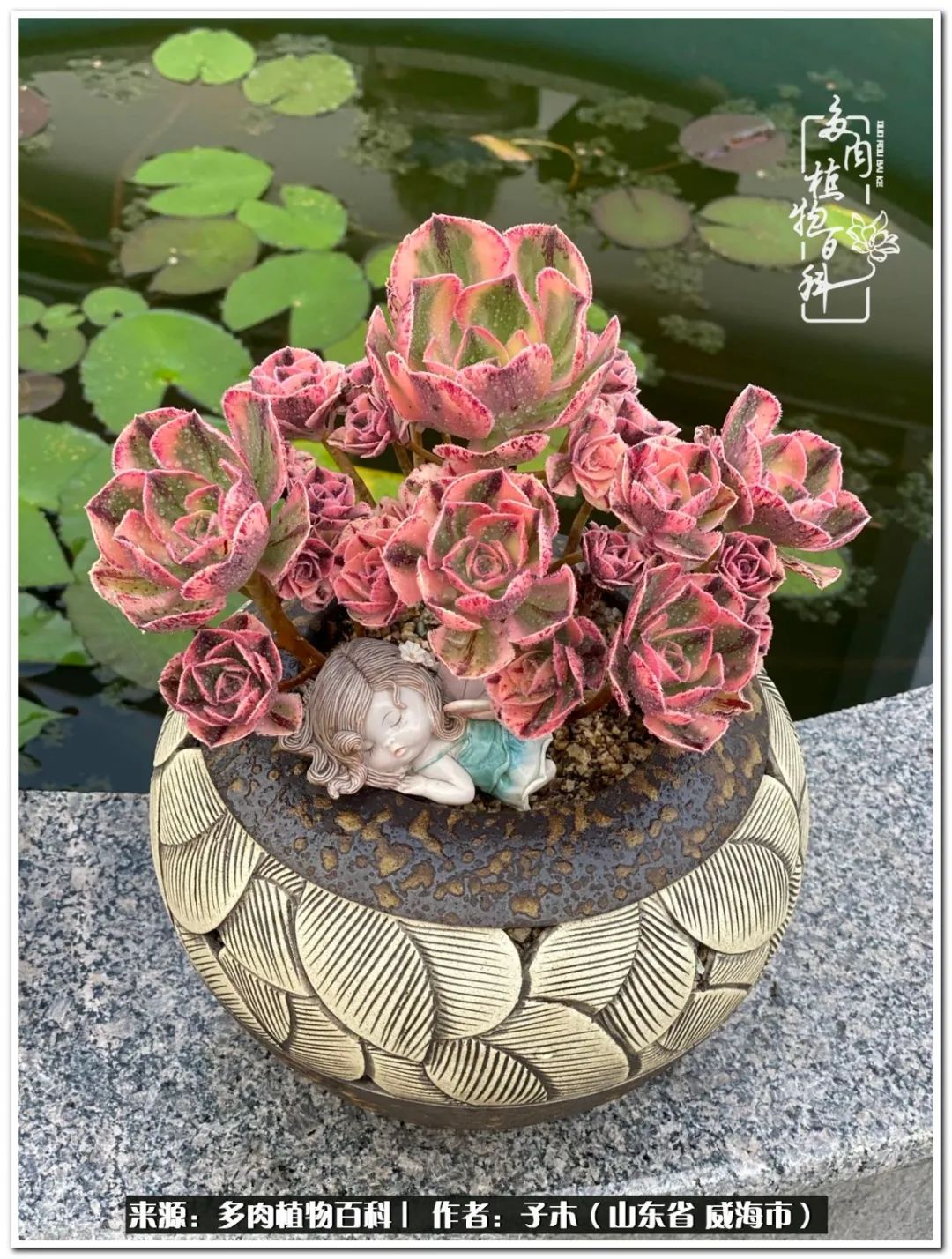 法师多肉成长史,法师多肉新手教程