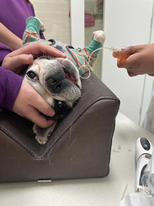 养了柯基不想养了能卖多少钱,养了柯基适合养猫么