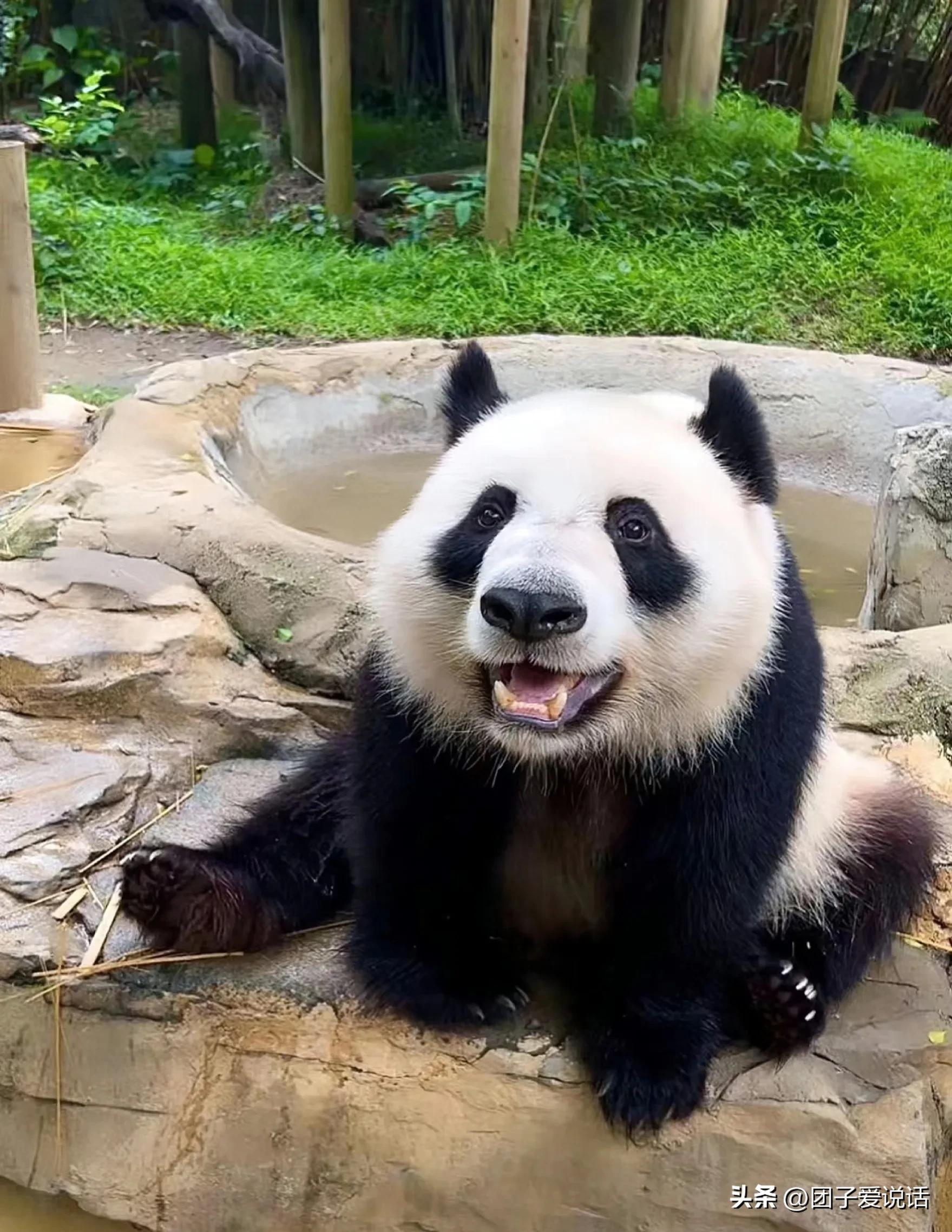 广州长隆野生动物园的大熊猫,广州长隆野生动物世界大熊猫