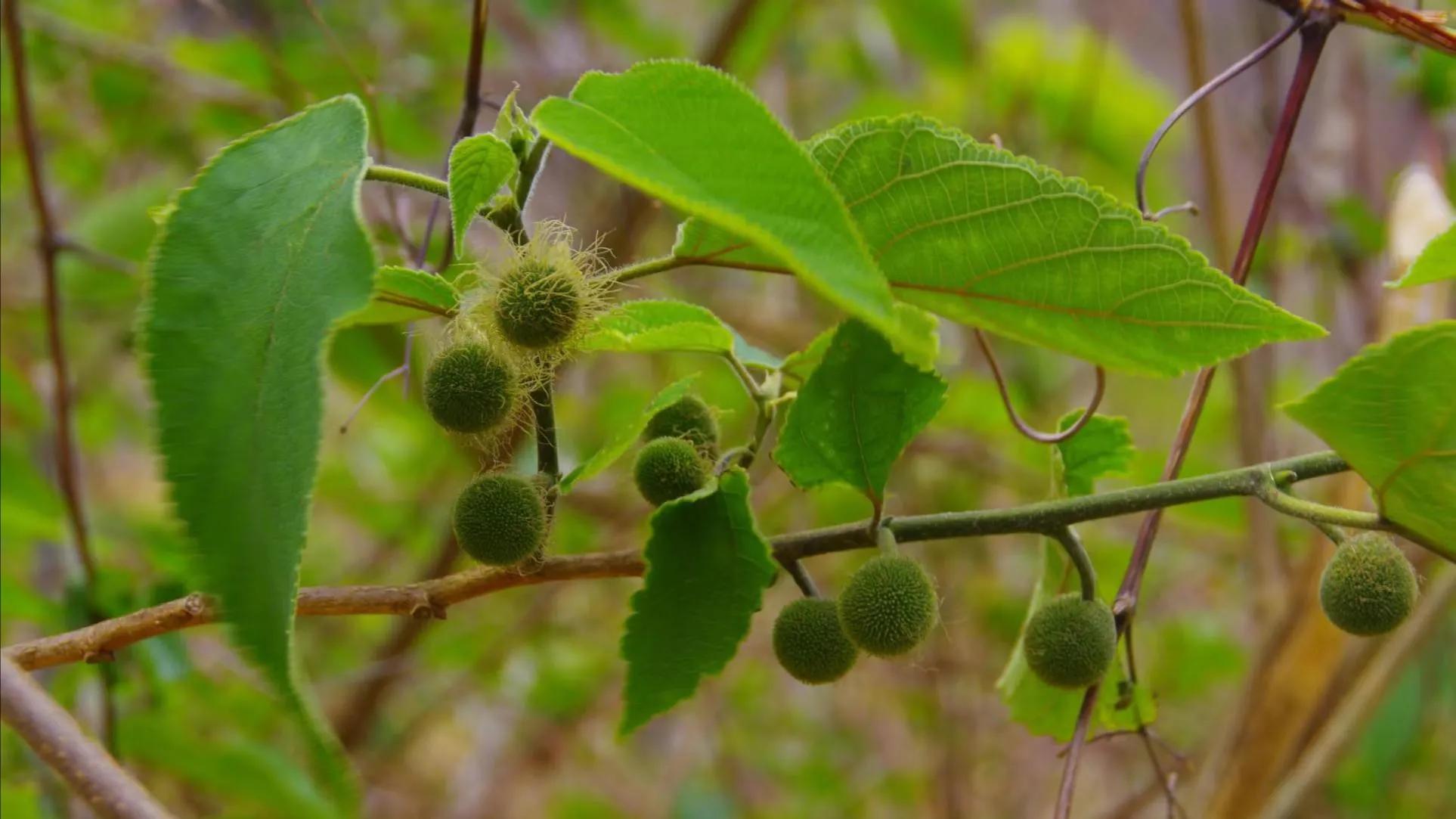 构树一亩种植1000,构树好吗