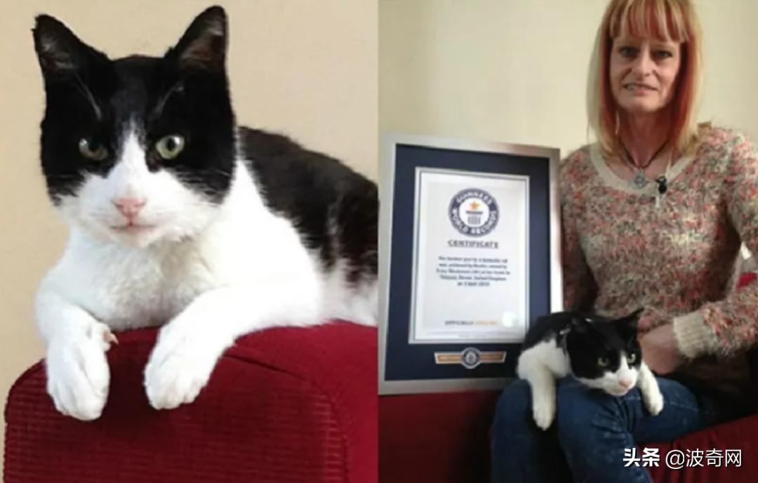 俄罗斯大块头猫咪,来自俄罗斯的猫