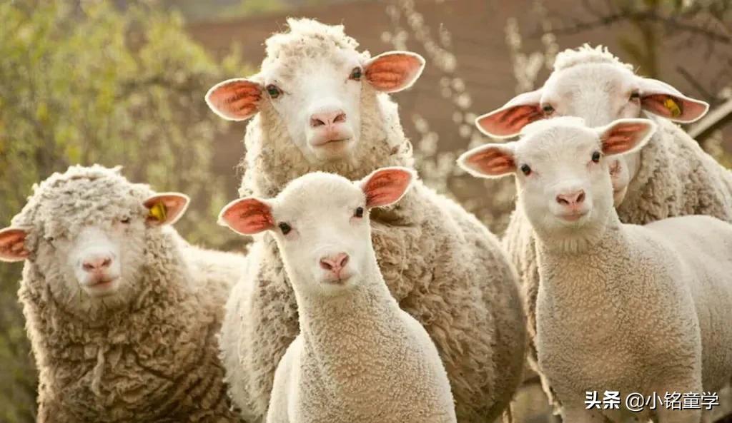 棉麻丝毛哪个面料最娇嫩,棉麻面料的洗护