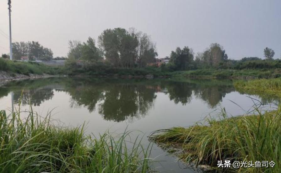 臭水沟捞到金龙鱼,捕捞臭水沟红虫