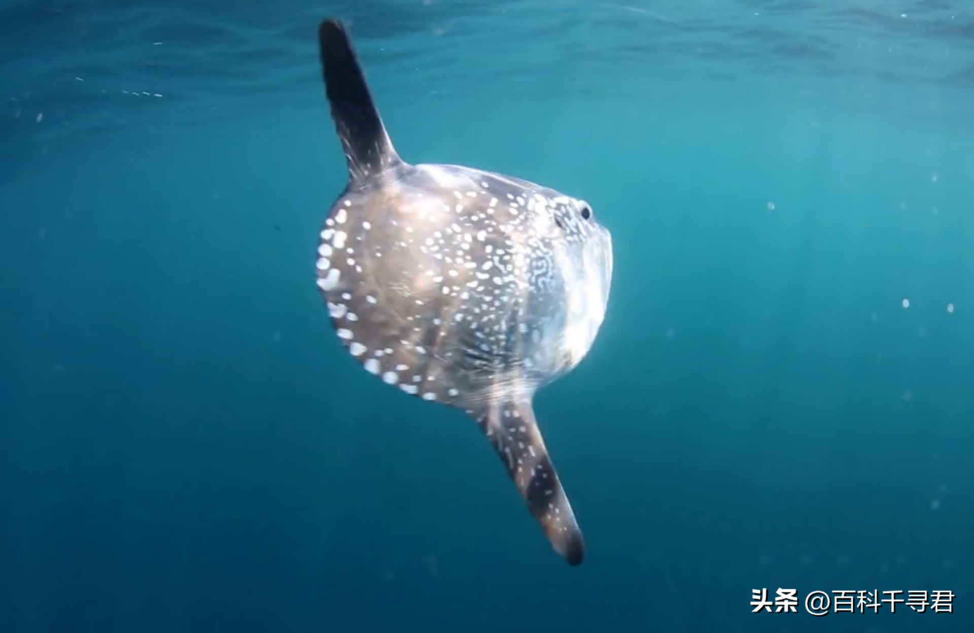 翻车鲀是世界上最大的硬骨鱼类吗,翻车鲀是世界上最大的鱼类吗