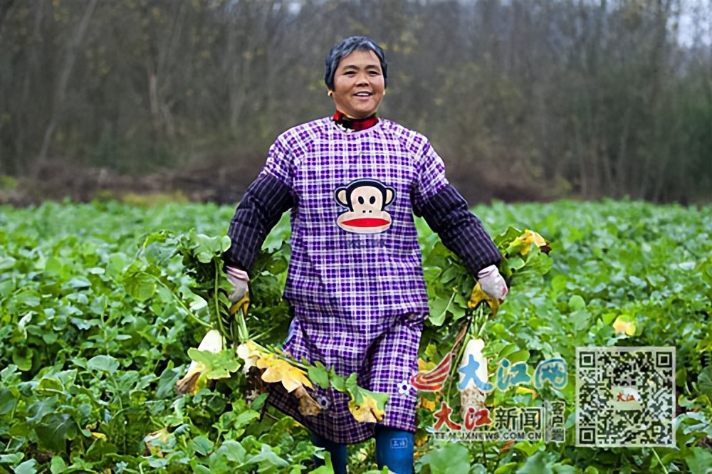 小萝卜撑起致富大产业,小萝卜江西