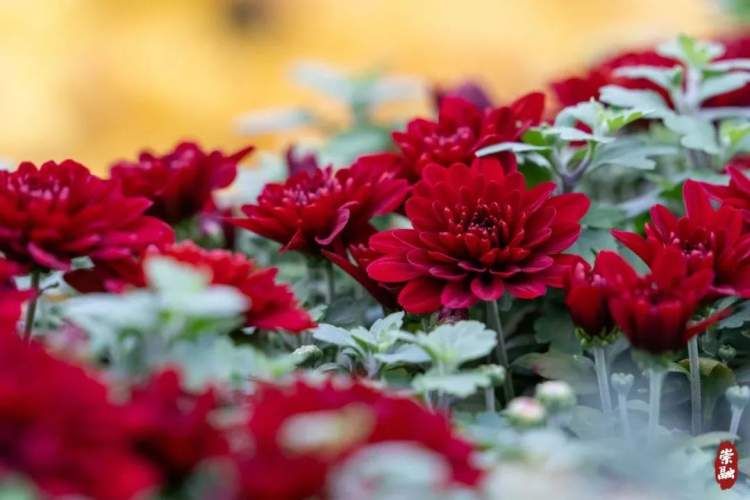 崇明花海,鲜花盛开的岛屿崇明岛