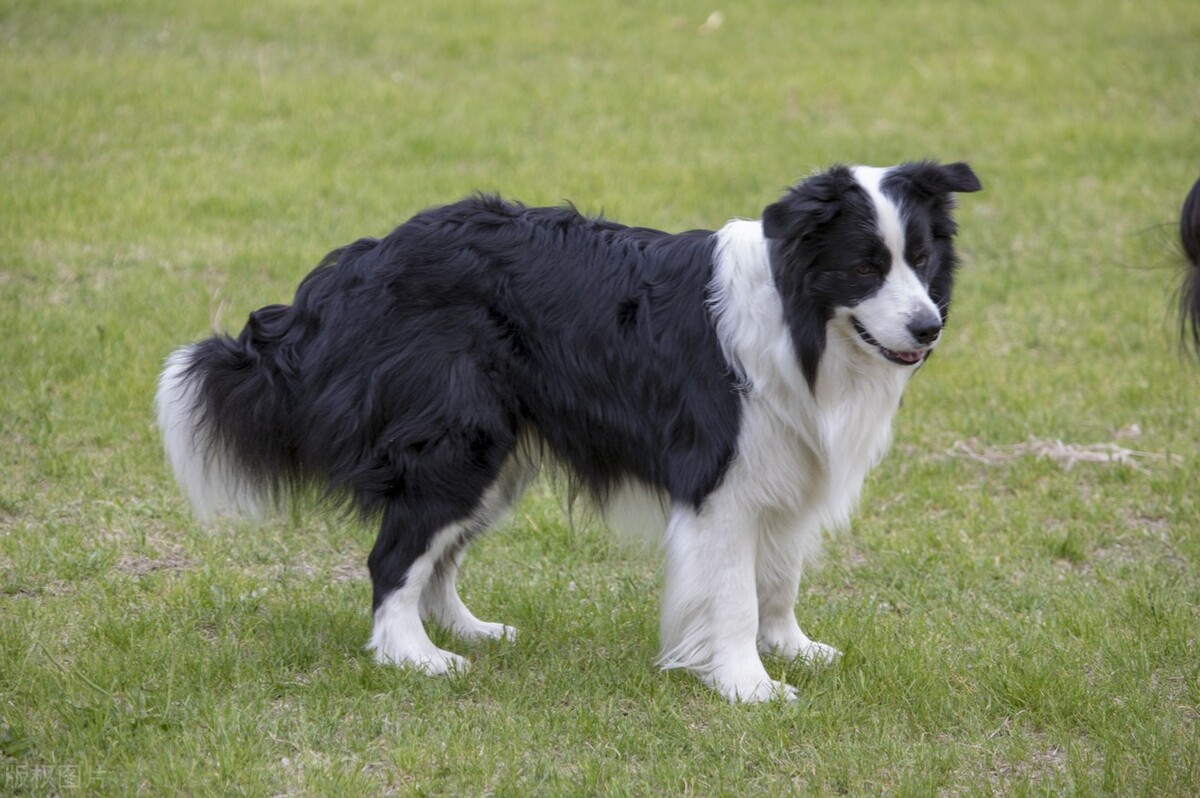 常见的宠物犬种品种有哪些,常见的宠物犬种类及图片大全