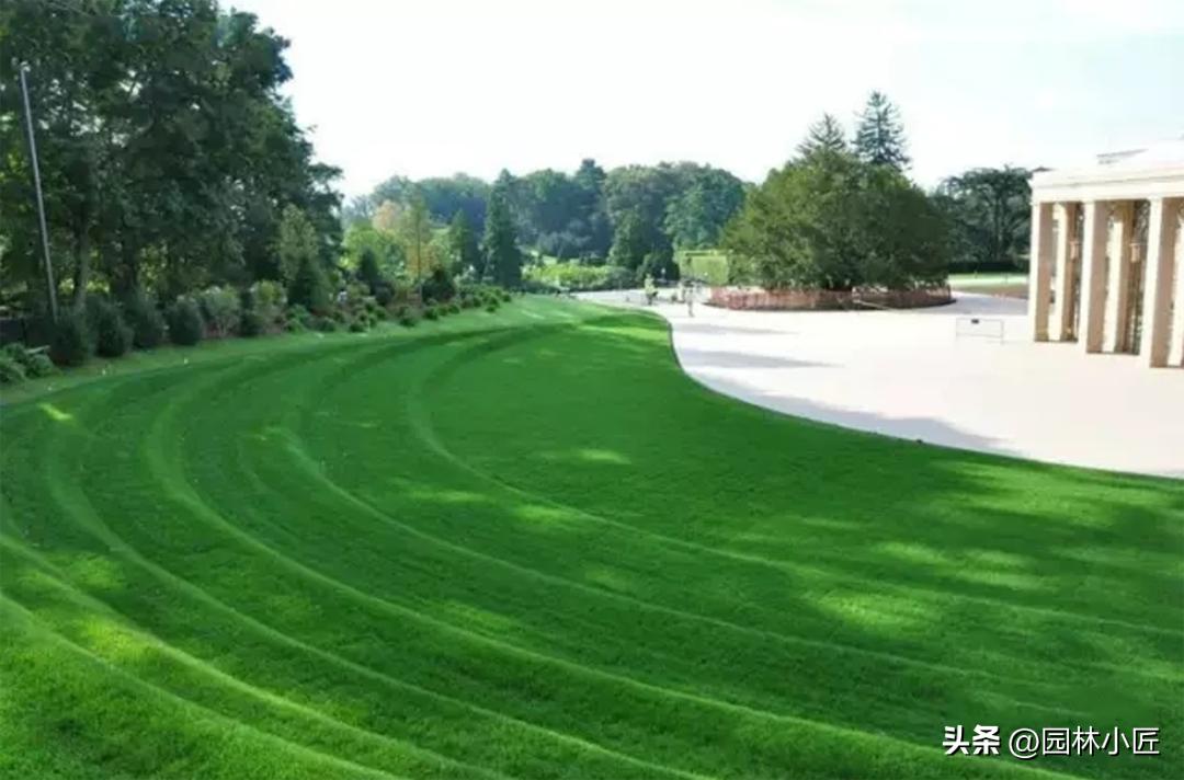 园林绿化养护施肥的时间,夏季草坪种植养护