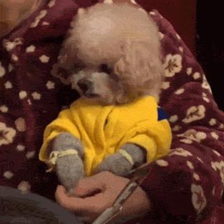 狗狗为什么会把自己当成小孩子,狗狗把自己当人了