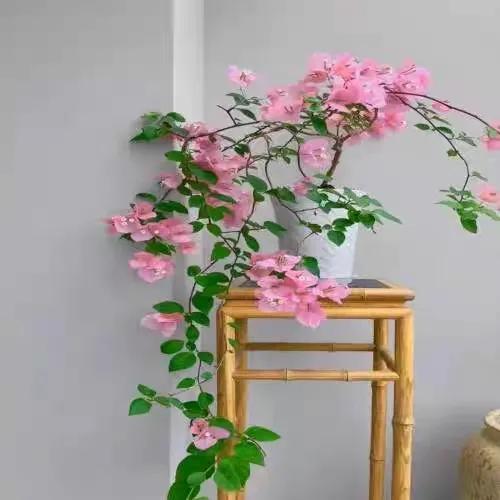 温度低于15度养花,耐热好养四季开花太阳花