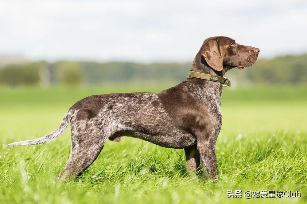 德国的猎犬品种大全,短毛立耳猎犬品种大全