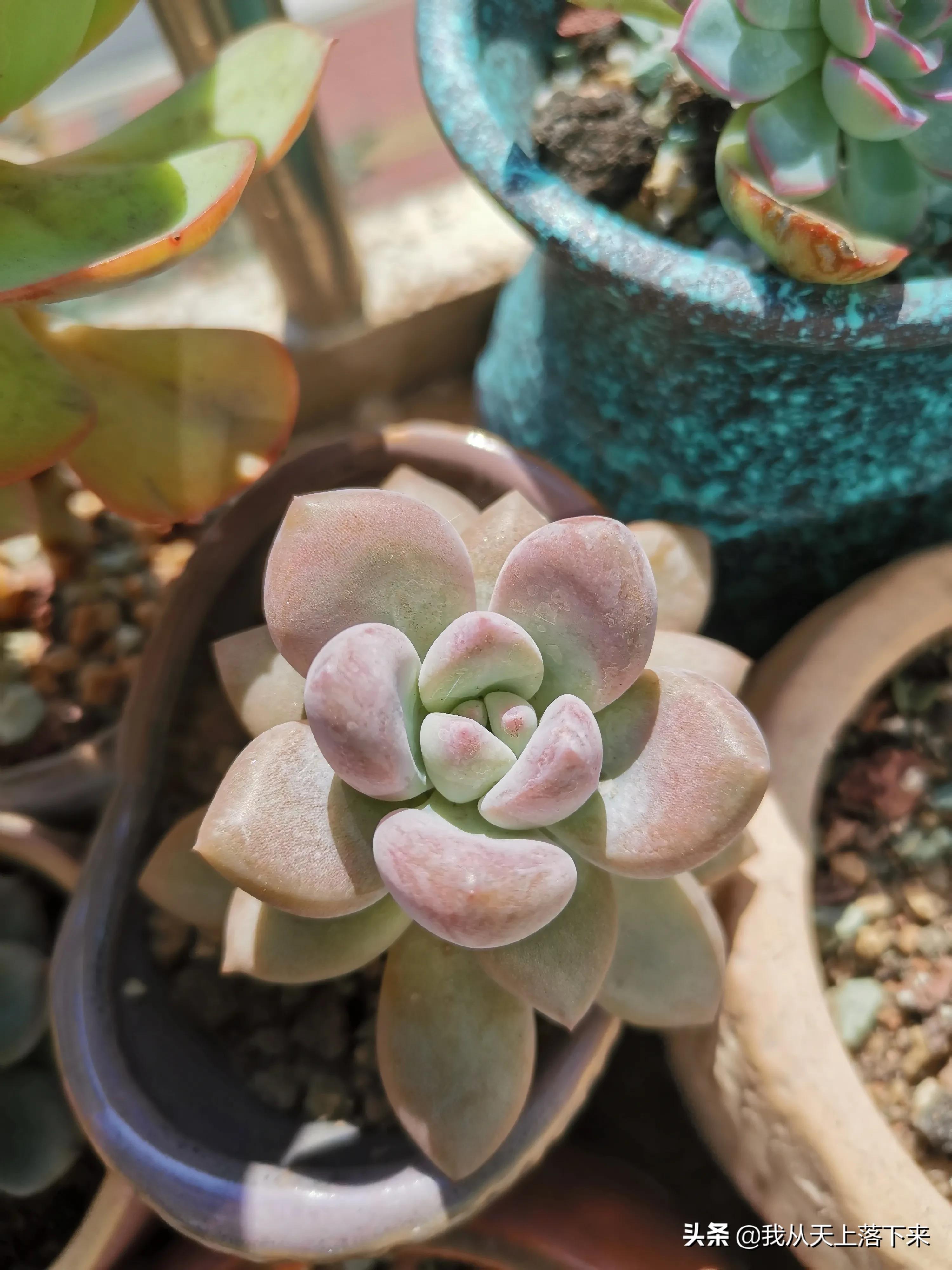 多肉品种及图片大全欣赏,多肉品种辨别图片大全欣赏