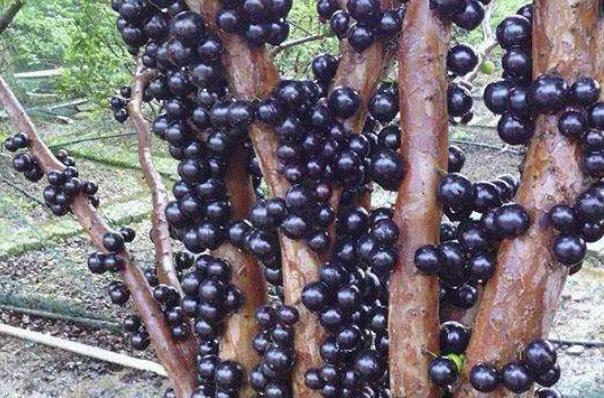 100多种罕见水果欣赏,100种罕见水果名字