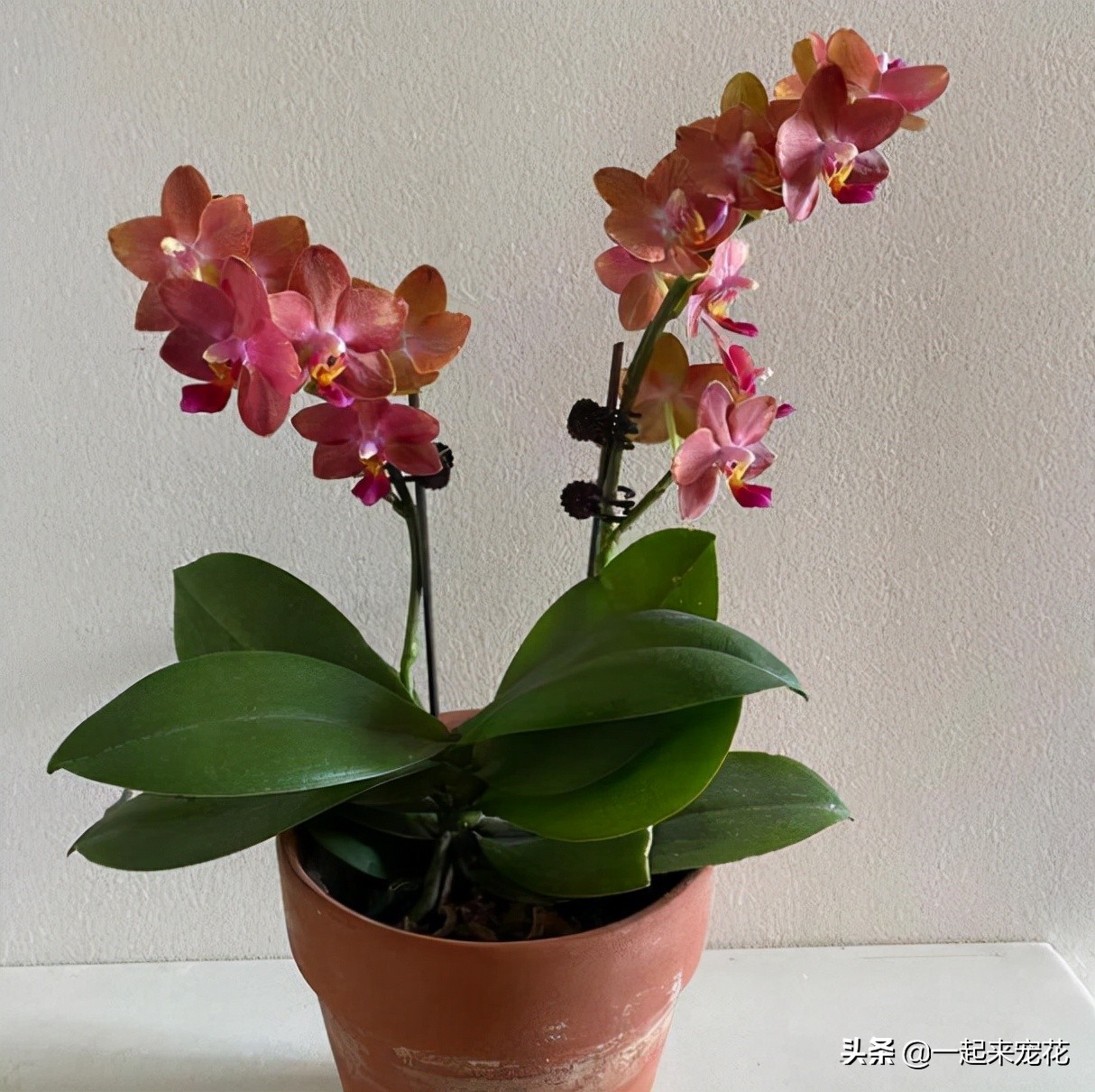 蝴蝶兰徒长不开花?狠下心来“砍一刀”,生根快长势旺,猛窜花箭