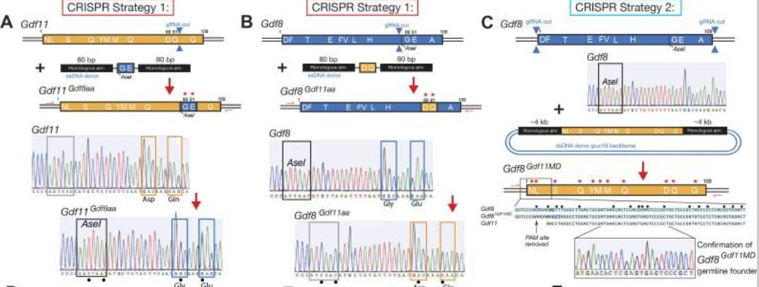 探究GDF11和GDF8氨基酸替代对骨骼发育相关信号通路的实用性研究