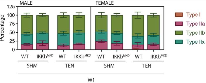 核因子,NFκB,在临床治疗上,是否与腱切断术的肌肉萎缩无关?