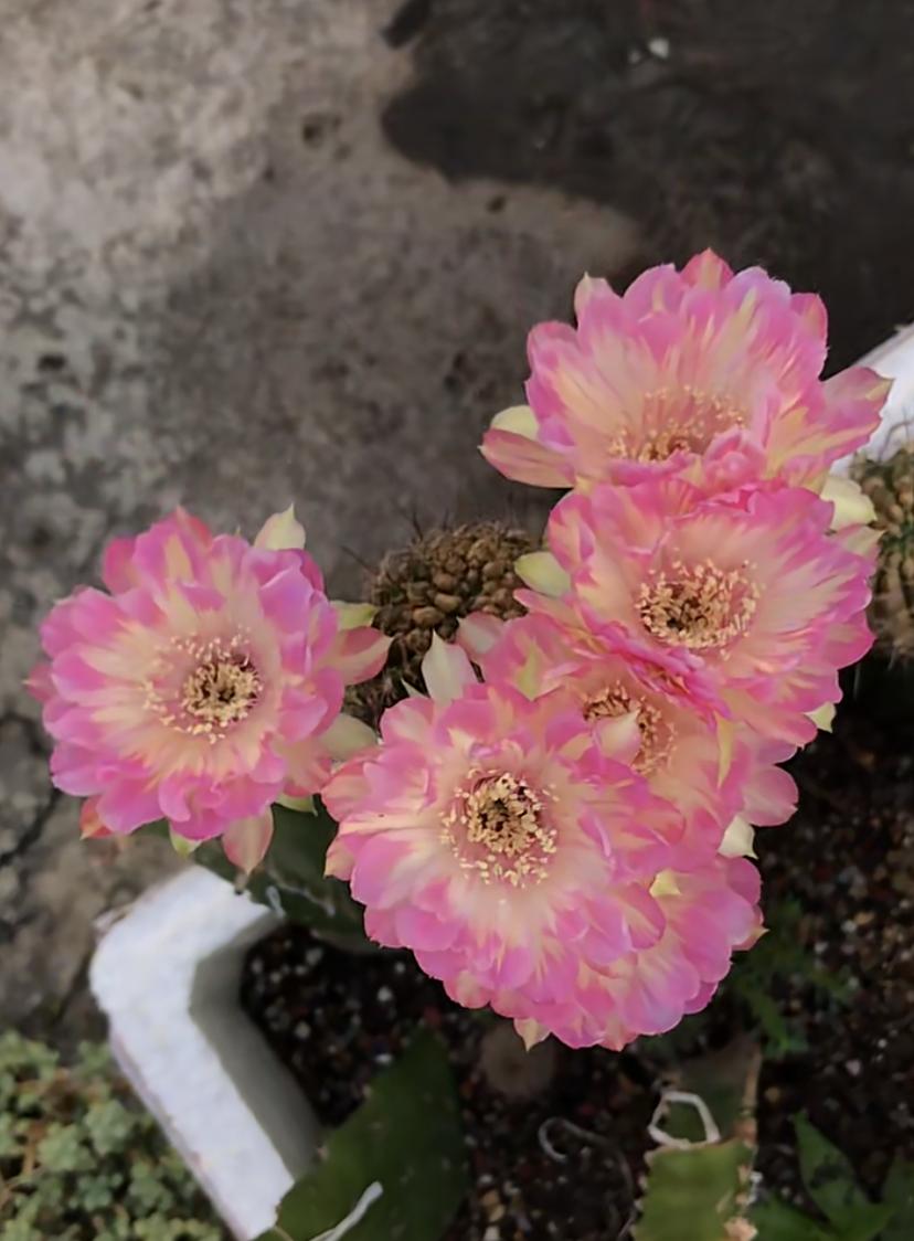 汤姆仙人球花图,汤姆丽花仙人球开花