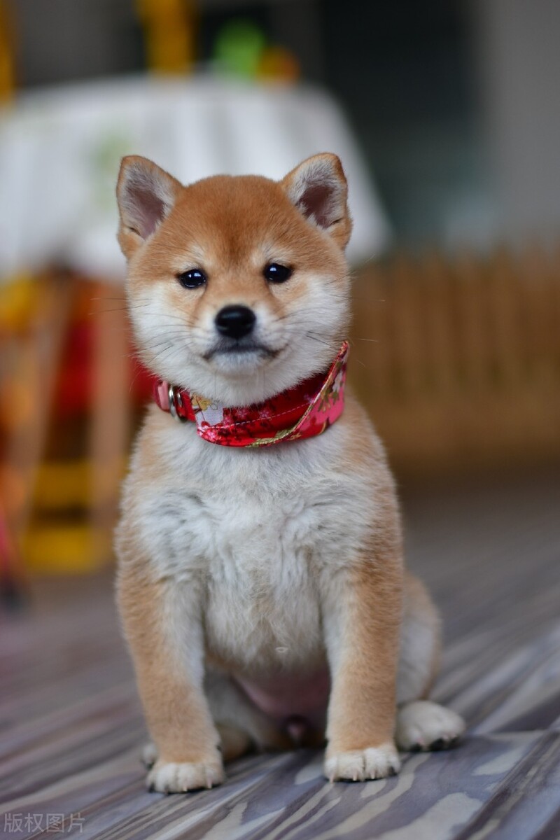 在网上买柴犬怎样更好,柴犬网上商家哪里买最好