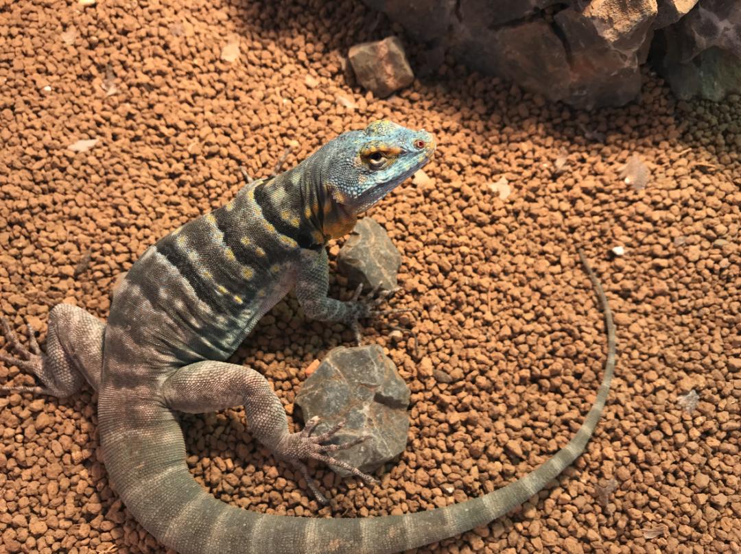 疫情与那些养爬行动物的人