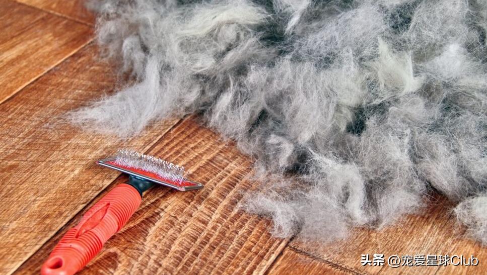 狗狗掉毛都快秃了还痒,狗狗尾巴毛掉秃了怎么回事