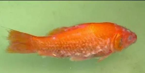 水霉治疗金鱼,水霉病养殖知识