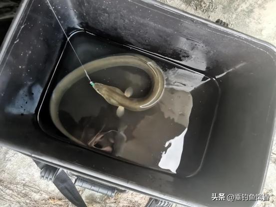 渔民捕捞2000公斤黄鱼卖957万,渔民获2.75公斤野生黄鱼