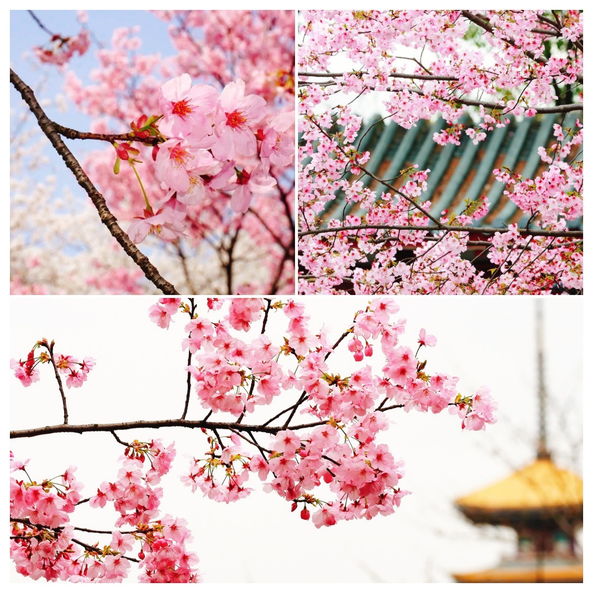 沈阳到杭州的飞机特价机票,杭州出发旅游低价机票价格