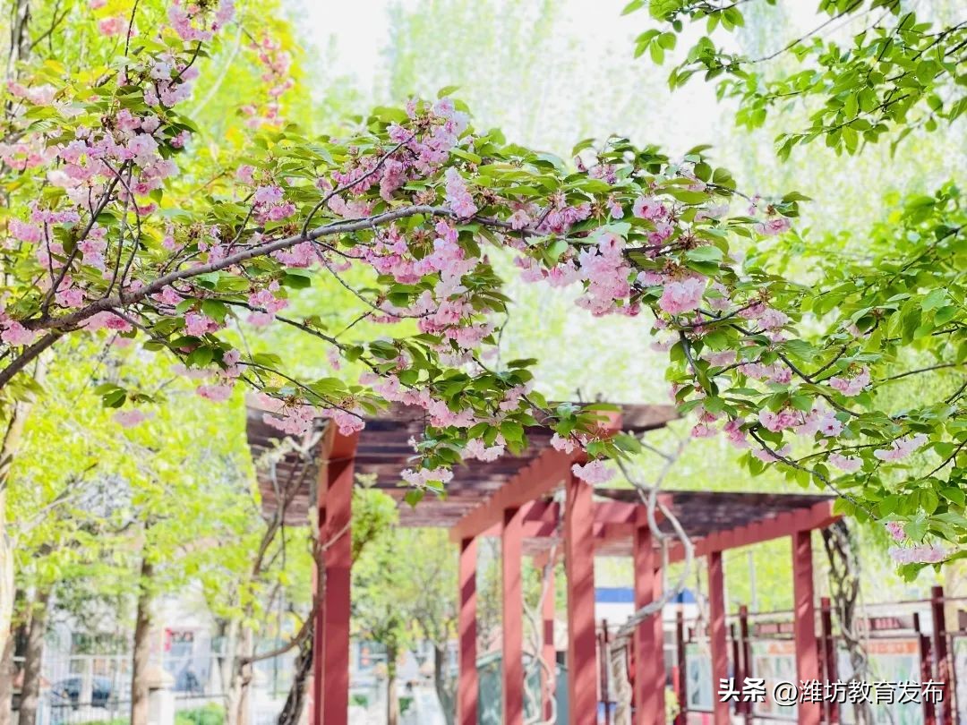 美！潍坊校园春景强势来袭