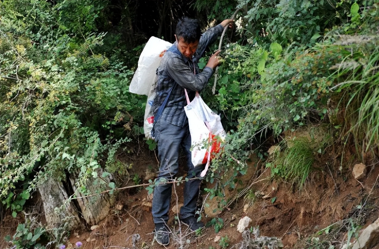 治蛇伤最好的植物,可以治蛇伤的植物是什么