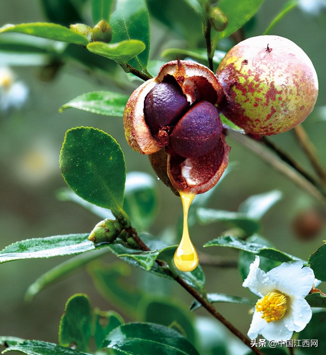 齐云山茶油和高正茶油哪个好,十年磨一剑高山云雾生态茶