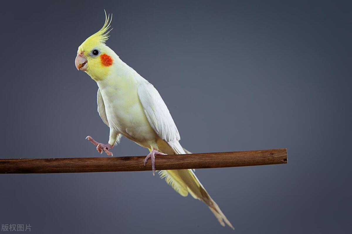 有哪些小动物可以当宠物养,适合当宠物养的小动物有哪些