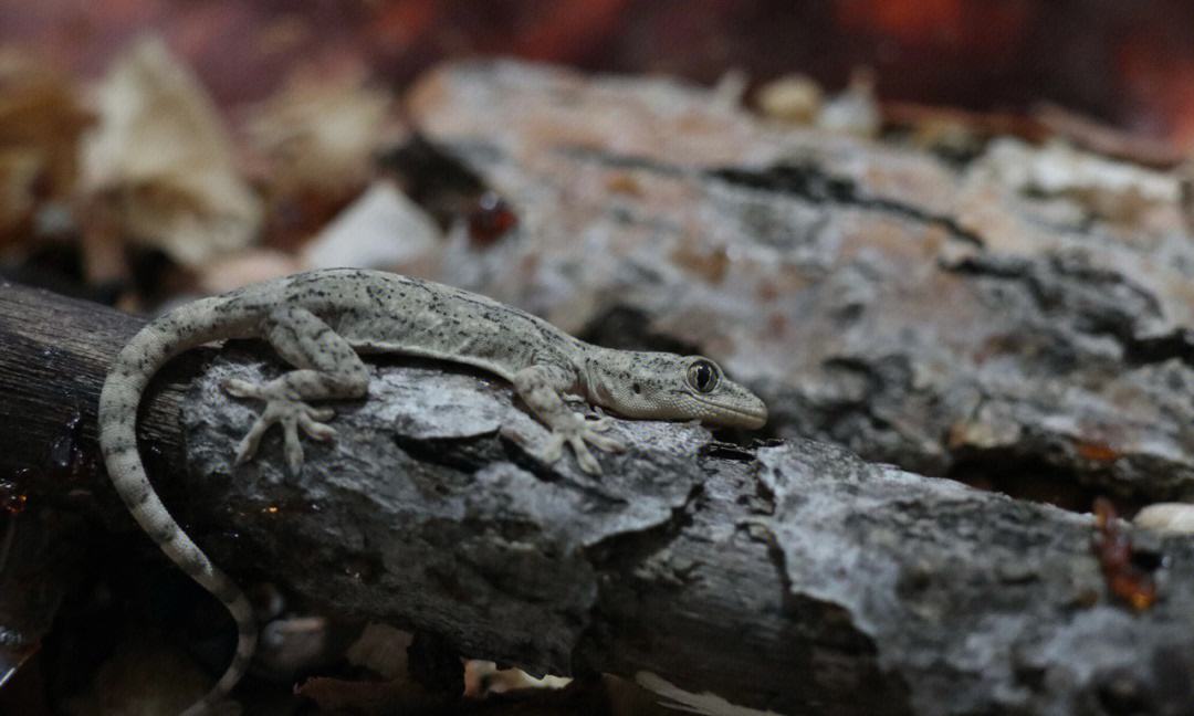 壁虎都是从什么地方进入家里的,壁虎到家里了怎么办