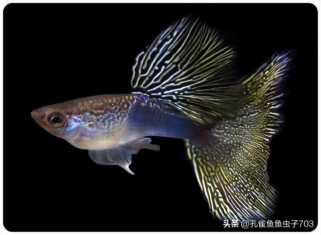 春季鱼为什么死亡如何救活,自己养的鱼无征兆死亡怎么回事