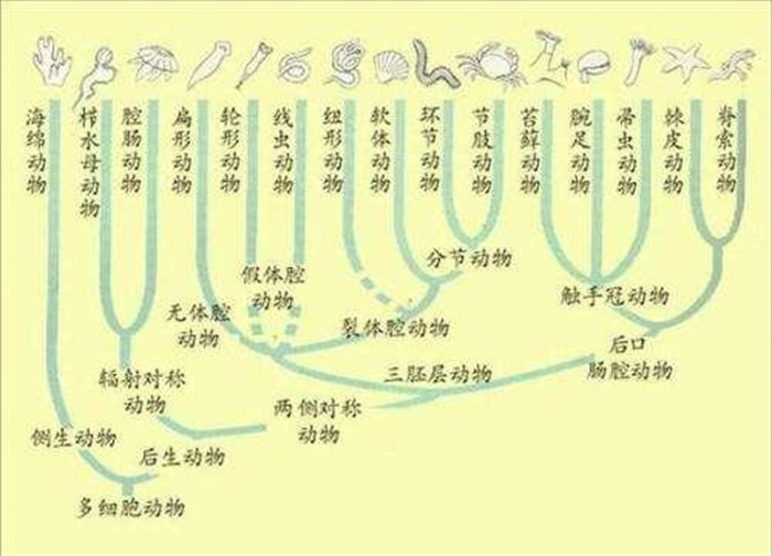 114万年前发生了啥？人类只剩头发、腋毛、阴部等处毛发有啥用？