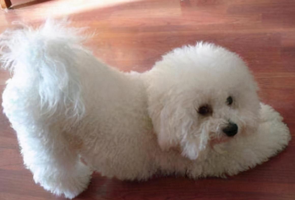 比熊犬要注意的事项,比熊犬撒娇的声音