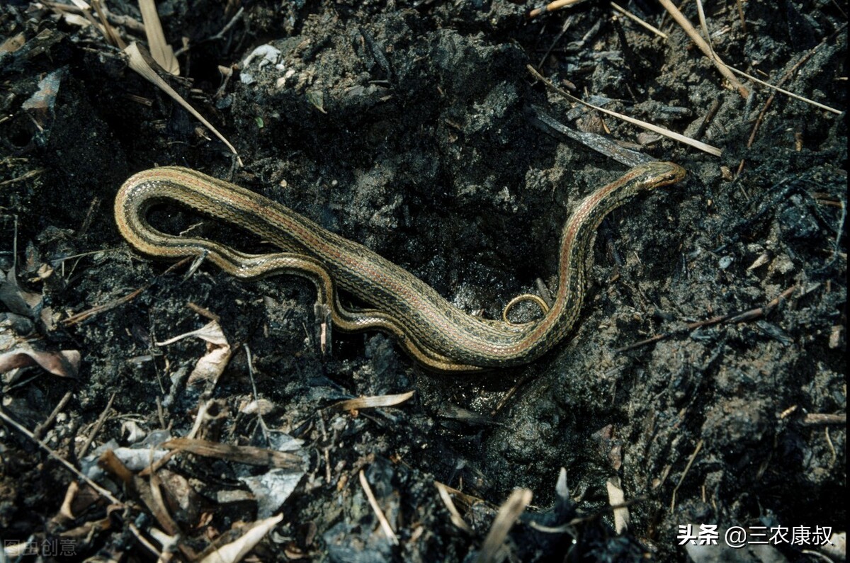 农村老家经常有蛇进来是怎么回事,农村家中频繁出现蛇