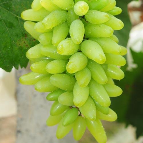 营养最丰富的10种水果推荐给大家,营养最丰富的10种水果排行榜