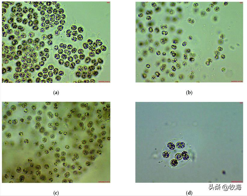 滇池蓝藻治理花费,官方回应滇池池水变绿蓝藻泛滥