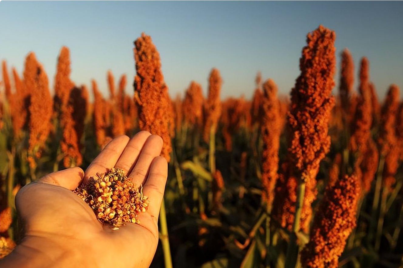 退休大爷不喝茅台却痴迷酿酒，自购设备酿完试饮，行家惊呼：别喝