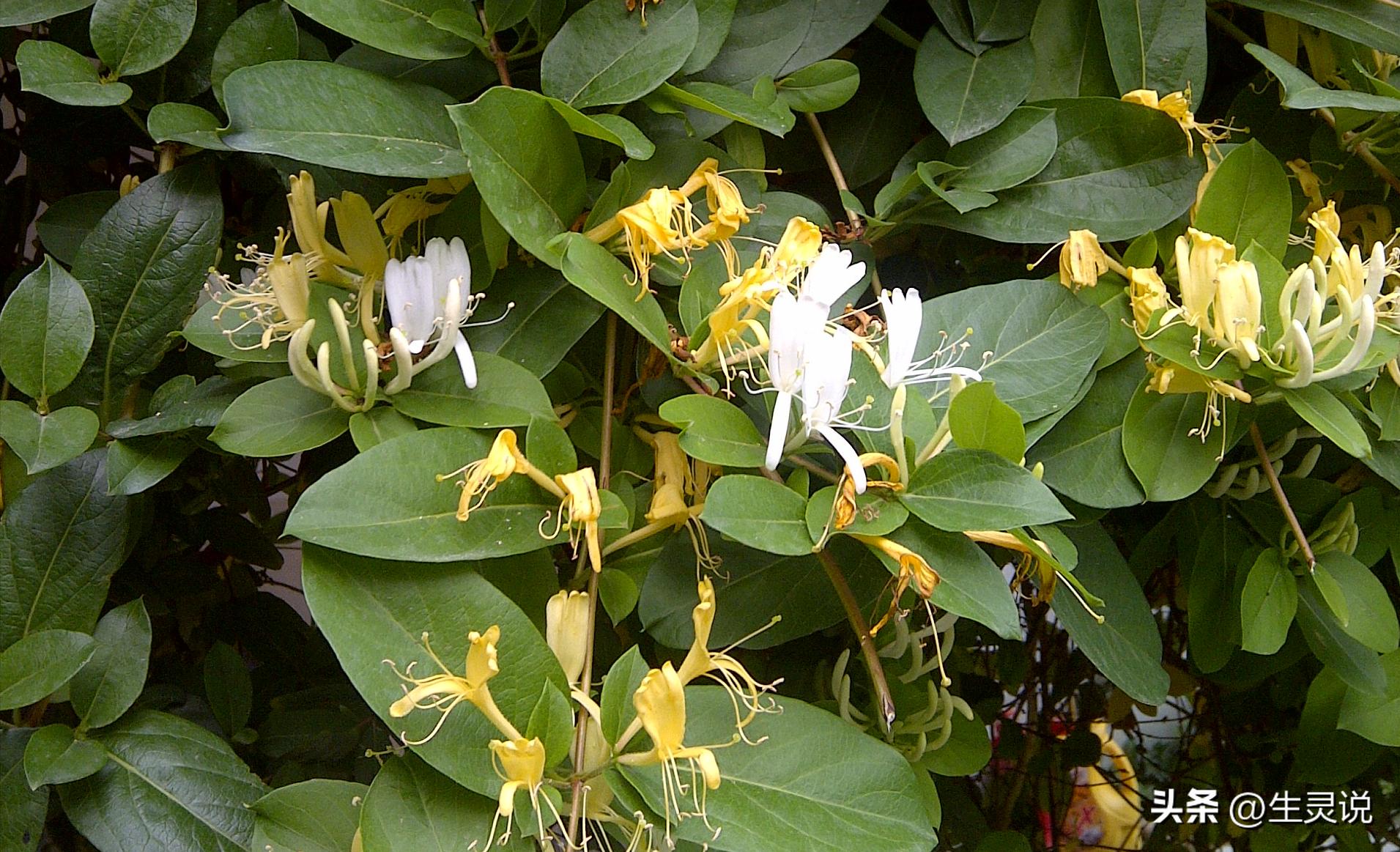 戈壁西瓜现状如何,戈壁西瓜种植技术