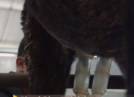 小伙三年养了4000头母驴，感情深厚一头也不卖，但一天还净赚4万