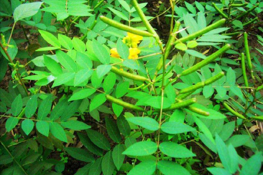 蛇最怕什么农村怎么防蛇,蛇最怕什么东西驱赶